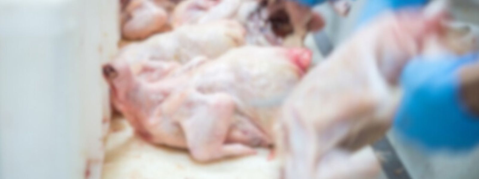 Final decision on chicken prices, today